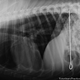 Illustration for article titled X-rays of the weird things that vets find inside pets